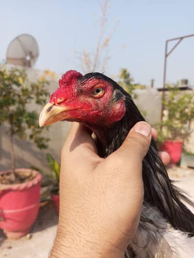Aseel patha