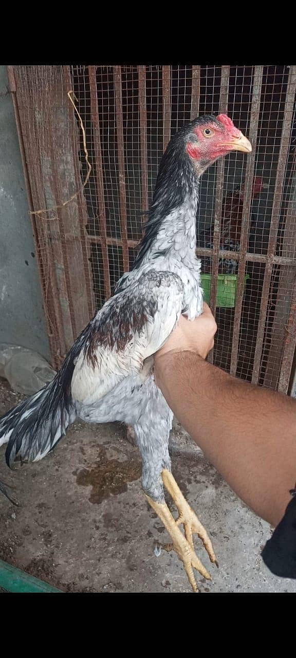 Aseel patha 8