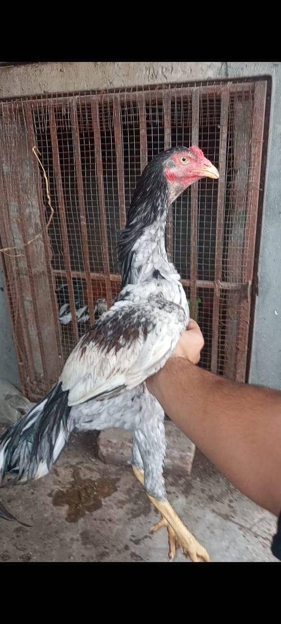 Aseel patha 9