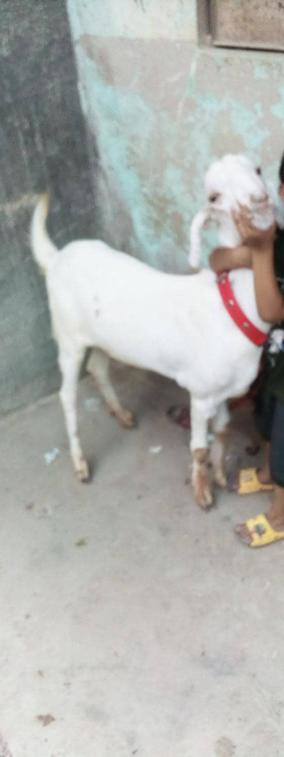 Bakra khassi 0