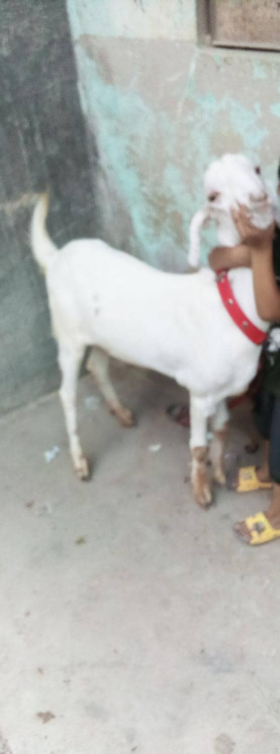 Bakra khassi 1