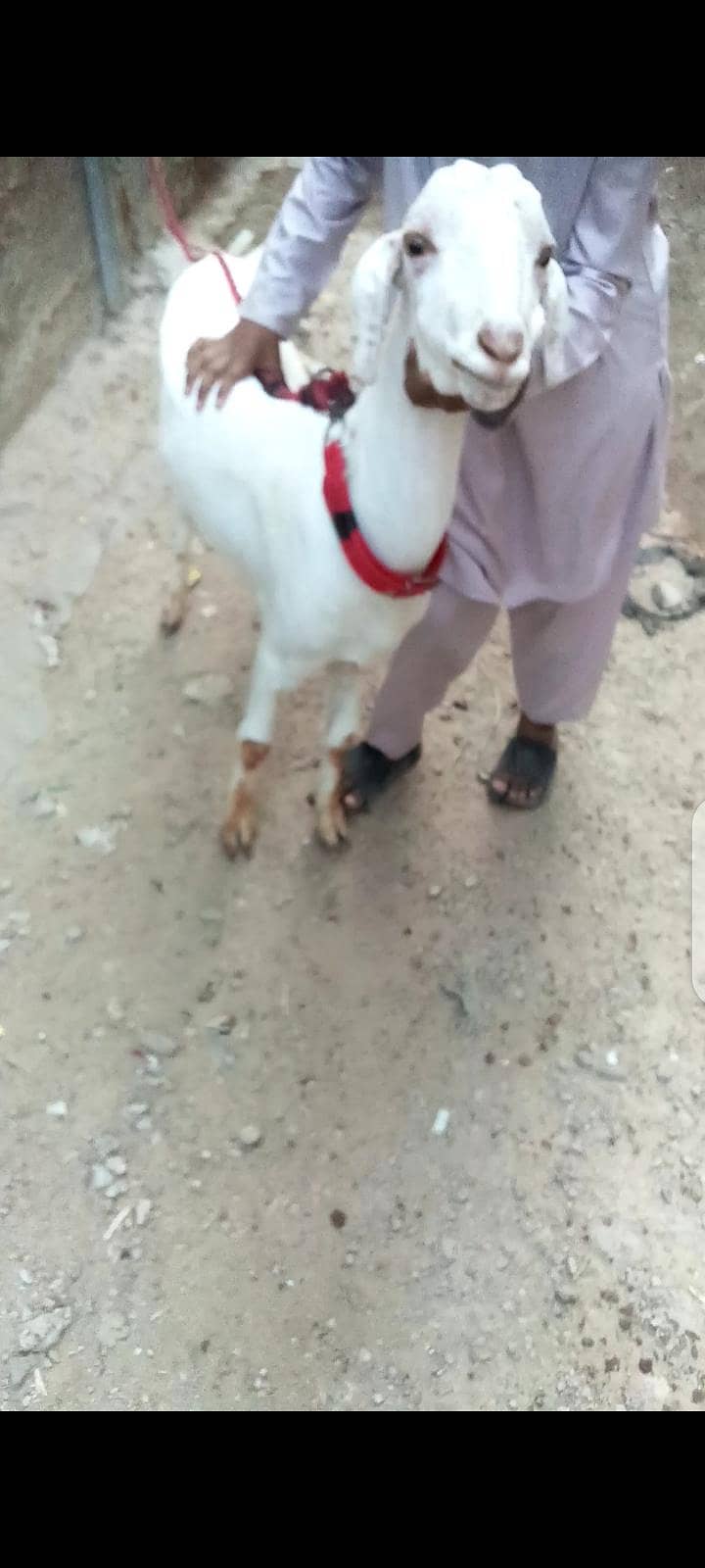 Bakra khassi 2