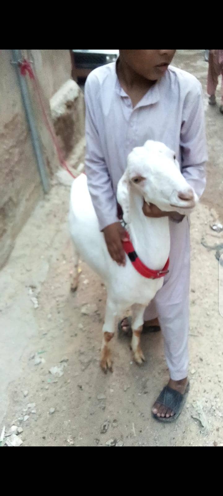 Bakra khassi 3