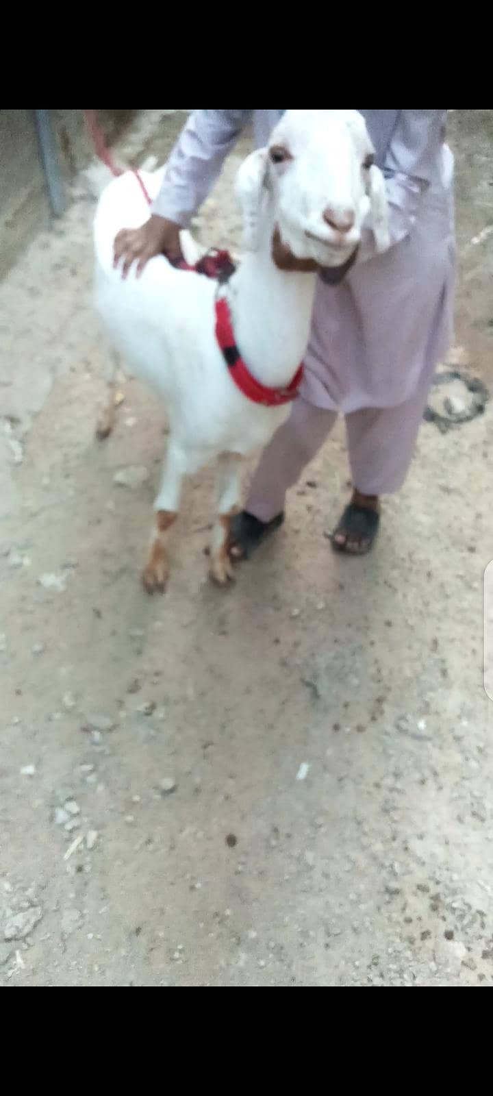 Bakra khassi 4
