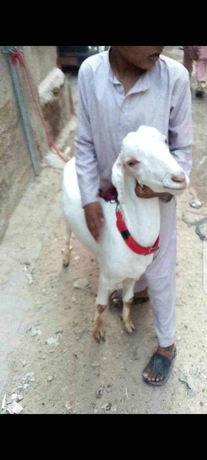 Bakra khassi 5