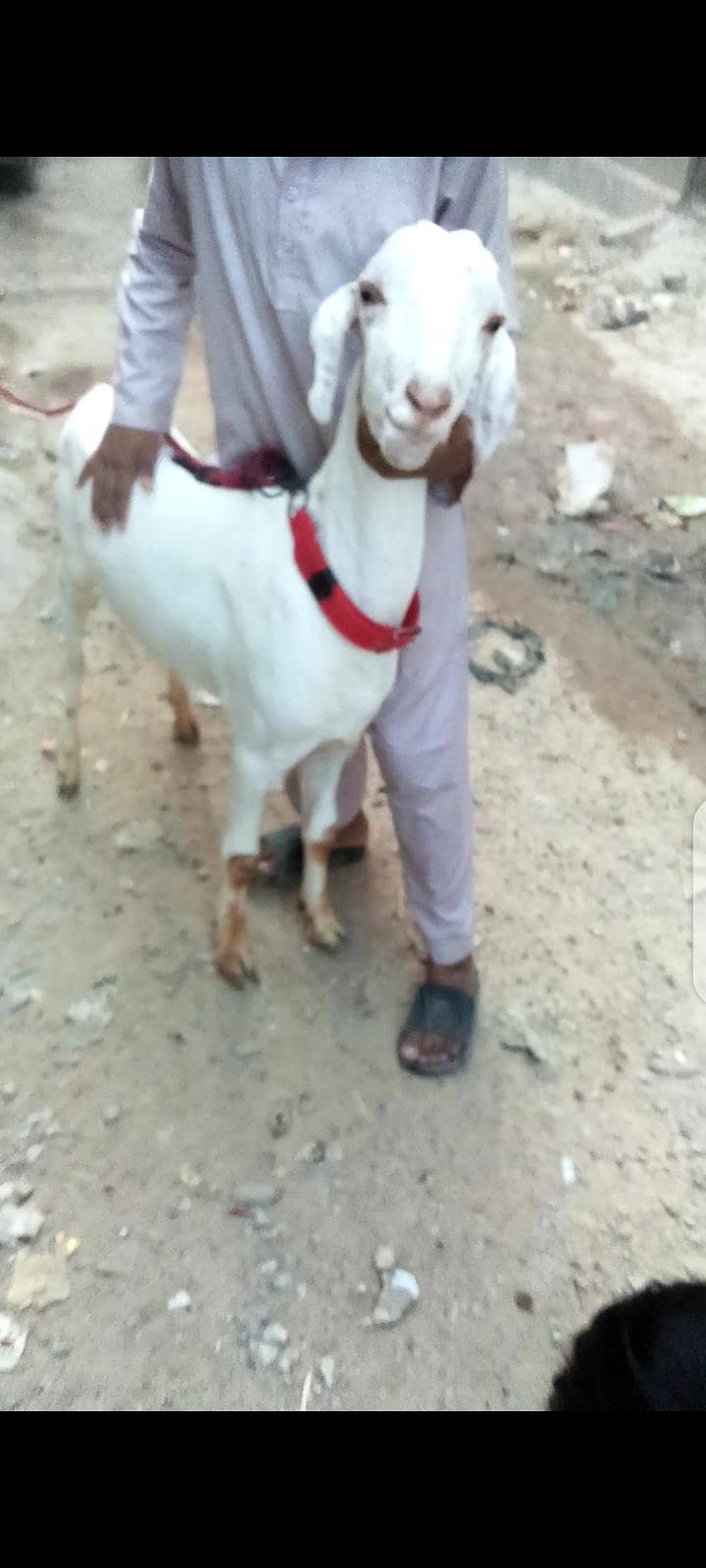 Bakra khassi 6