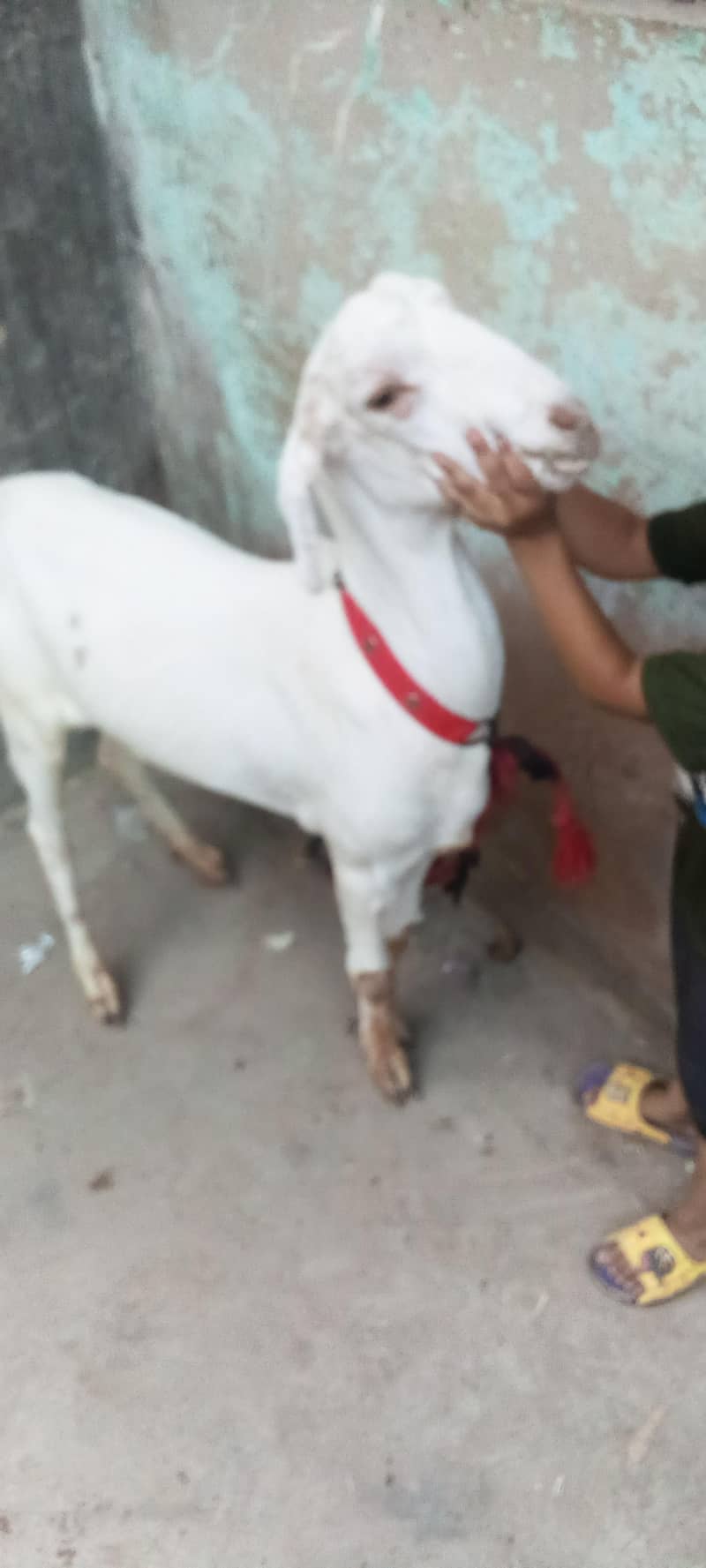 Bakra khassi 7