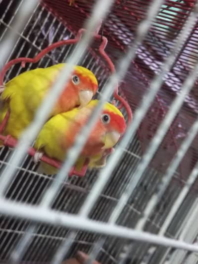 3 pair love birds red eyes