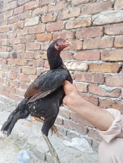 pure mianwali assel murgi 12 undo ka Sath cork maliti ha
