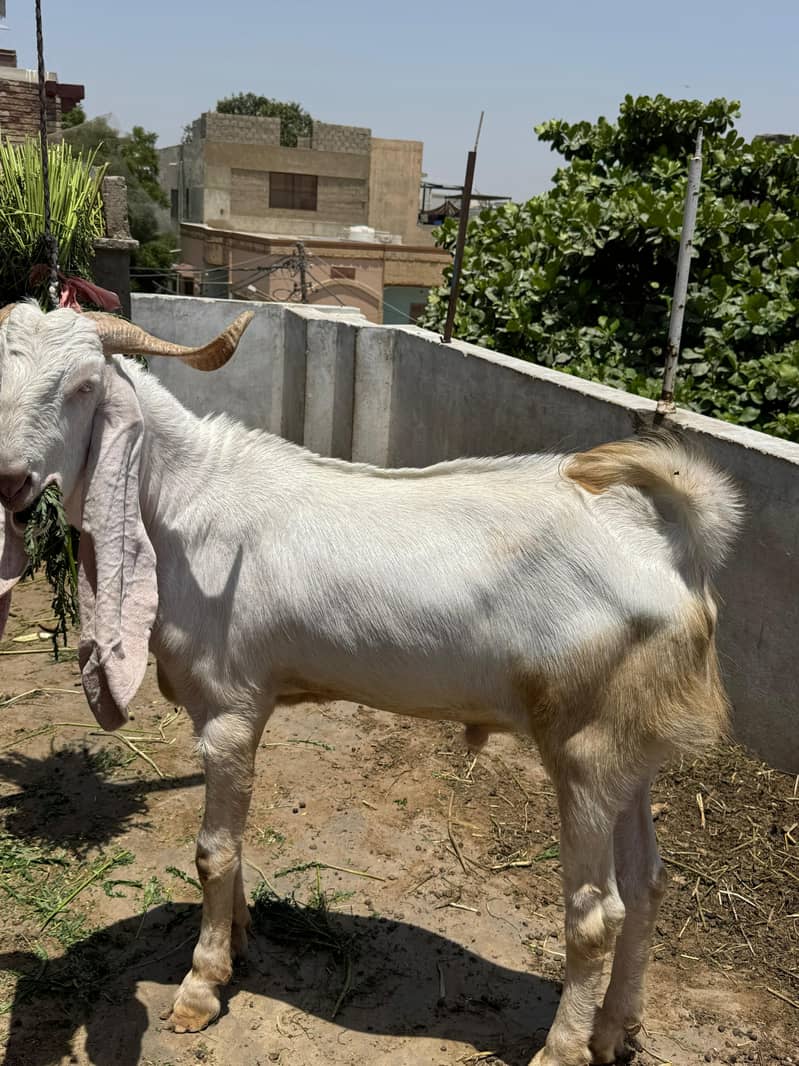 Bakra 0