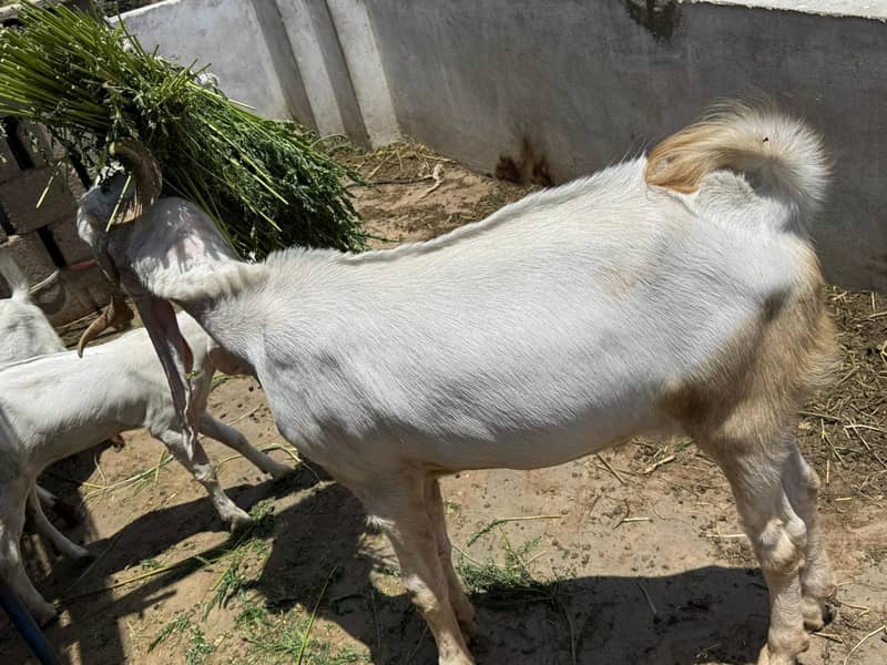 Bakra 1