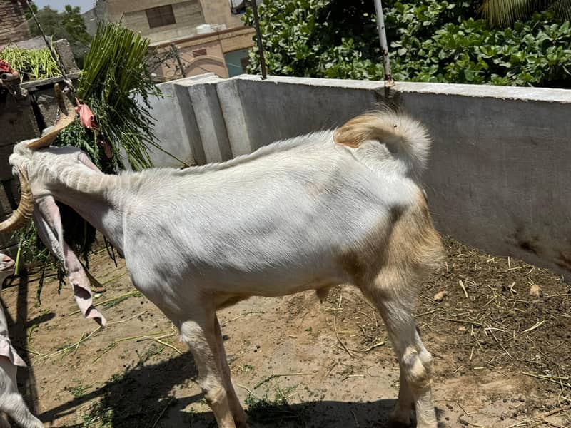 Bakra 2