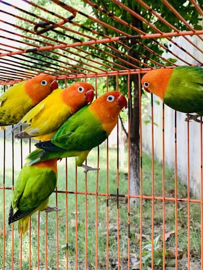 Love birds pair with chicks
