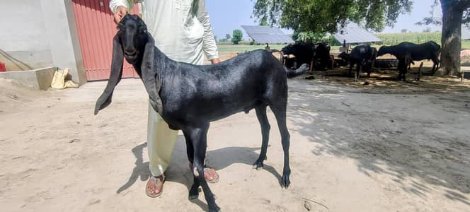 Male Goat black color