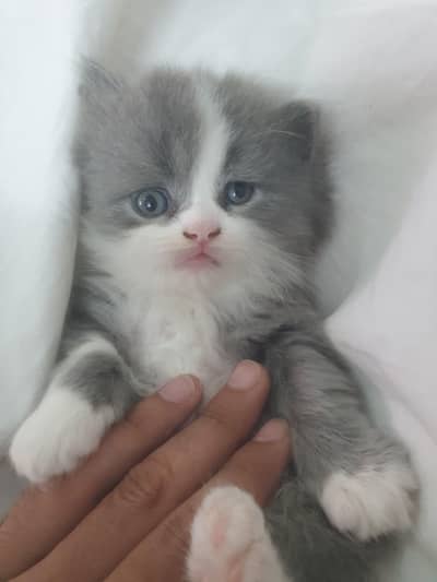 Persian kittens Advance Booking
