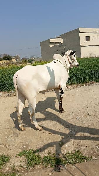 Fatehjangi Bull