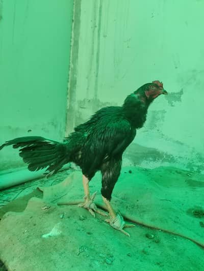 Aseel Thai croos murga