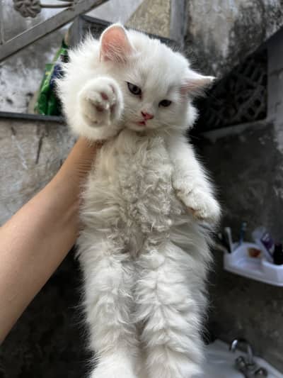 Quality persian kittens for sale