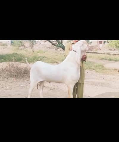 rajanpuri Bakra for sale WhatsApp number 0329,5377,951