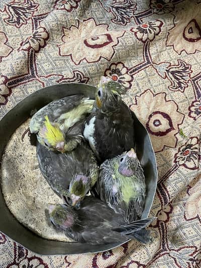 pearl split chicks