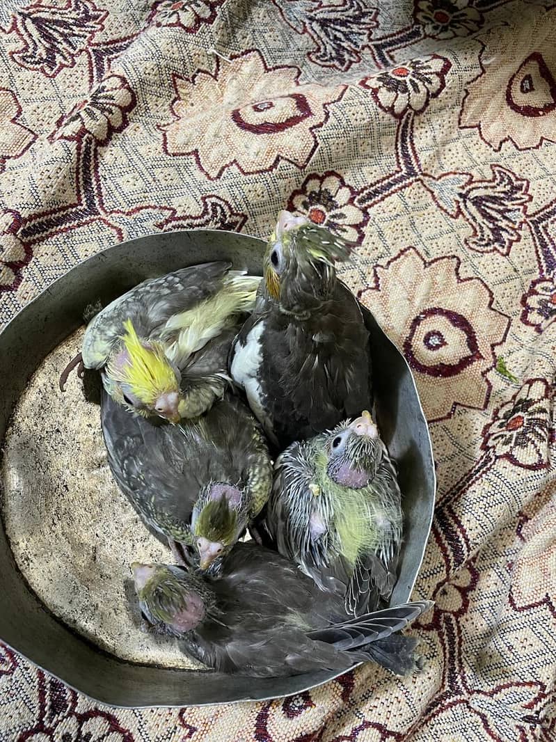 pearl split chicks 0