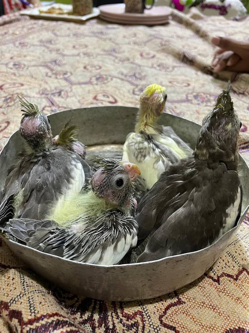pearl split chicks 1