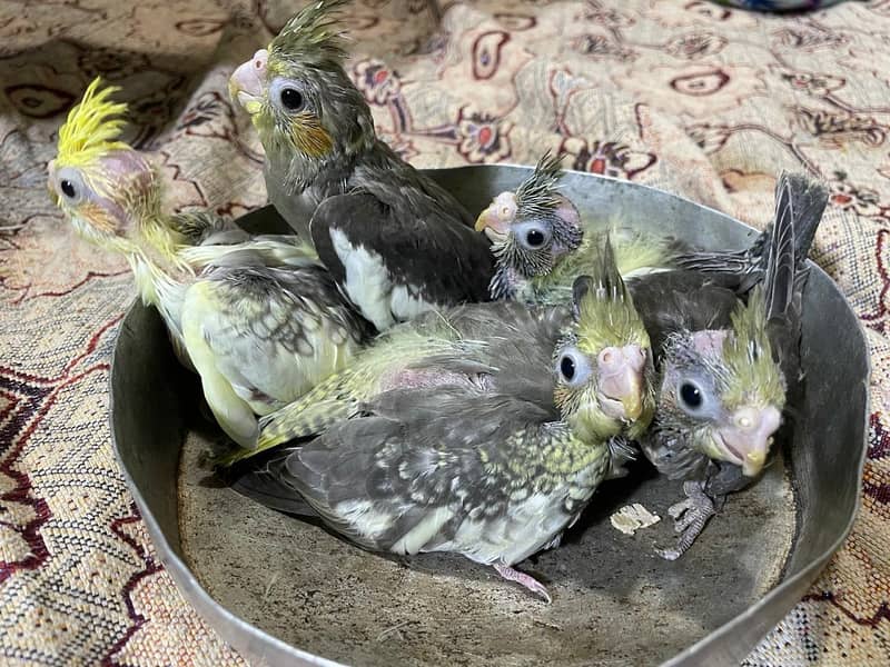 pearl split chicks 2