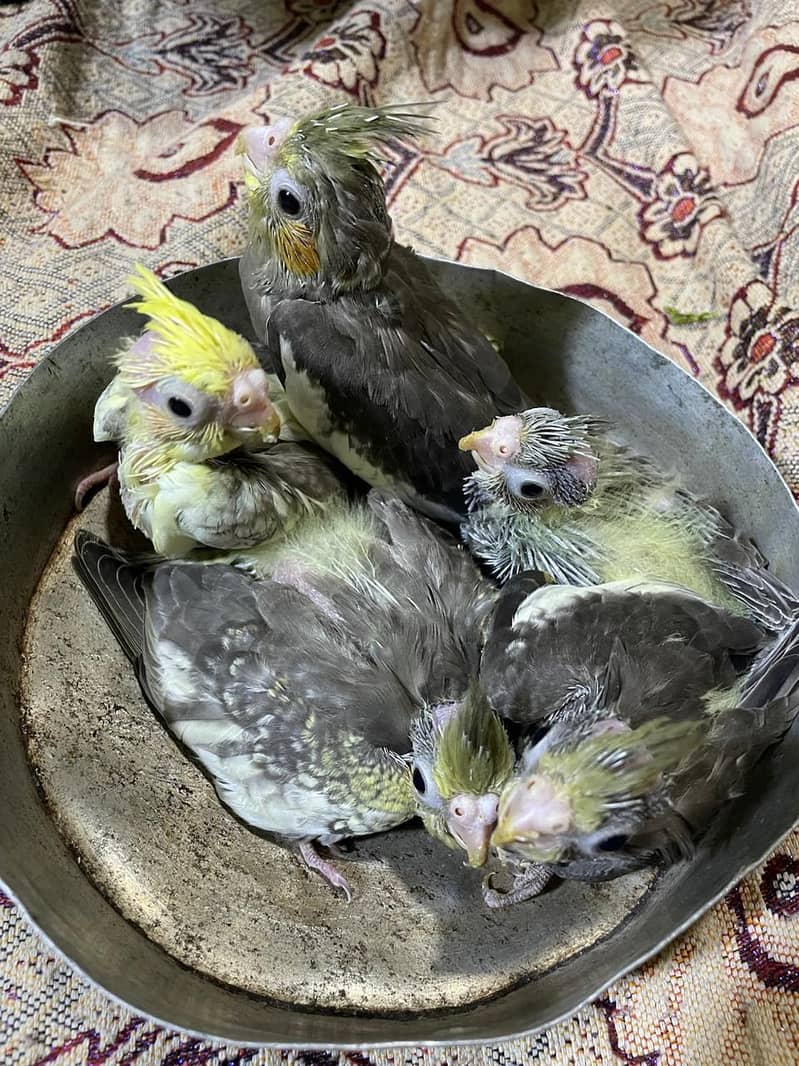 pearl split chicks 3