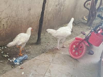 White aseel pair for sale
