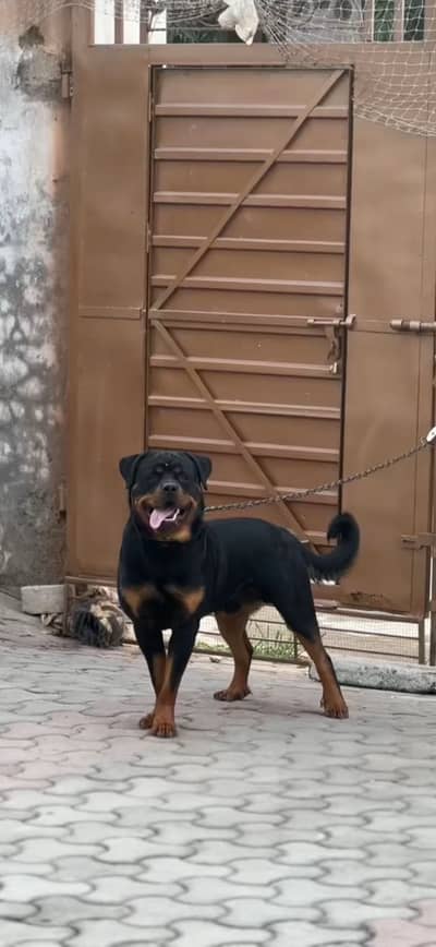 Rottwiller male for stud