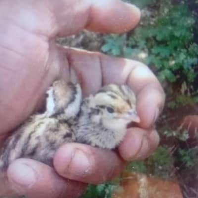 white teetar chicks