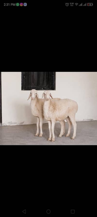 Dumba, Bakra |for Sale |Qrbani in Hurbancepura near Askari 10 LHR