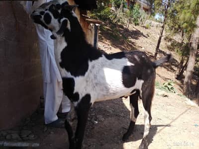 home goat