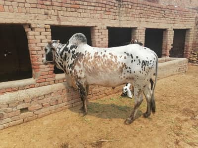 for qurbani