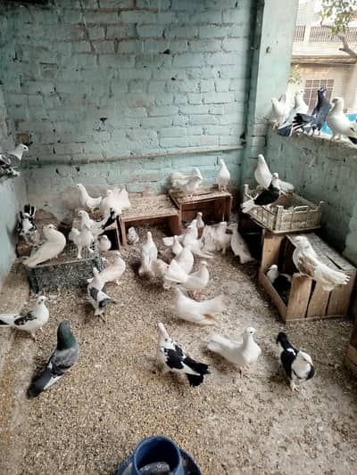 peigon for sale