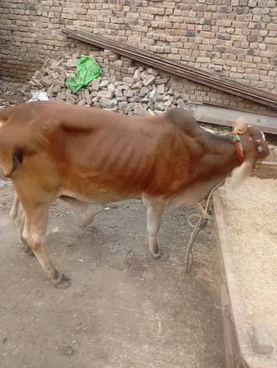 2 dant qurbani janwar