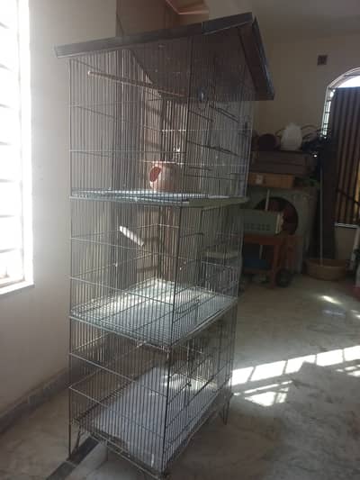 love birds red eyes cage for sale