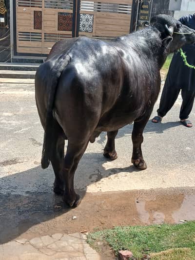 Meat 320 kg