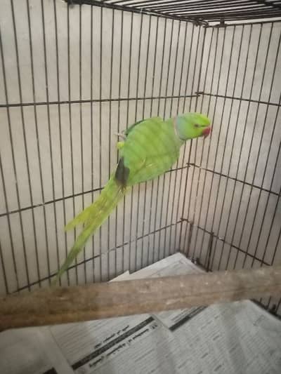 green male partot