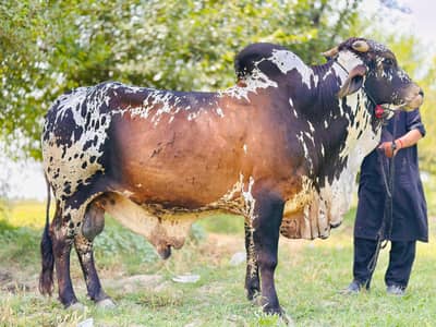 Qurbani Bull For Sale