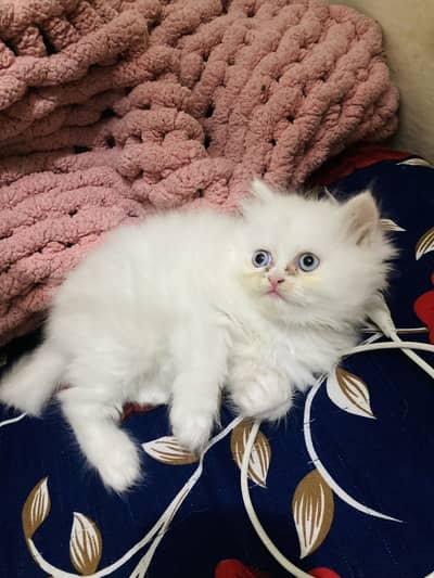 Persian kitten | Triple coated | Semi punch