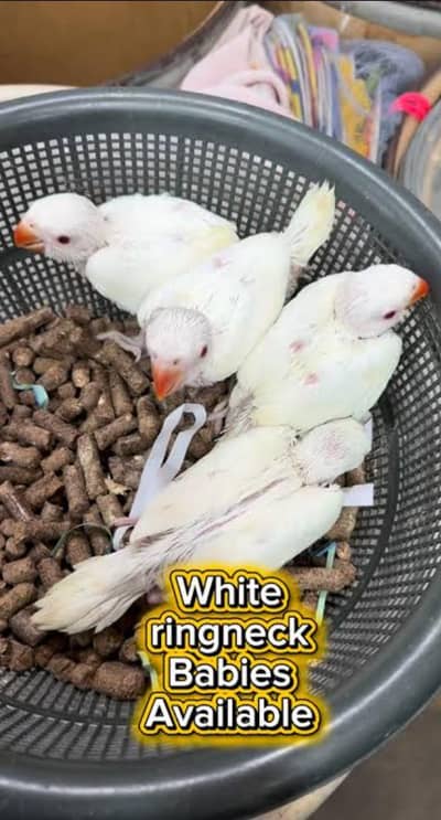 Yellow White Ring Nick Chicks  Raw Chicks Available
