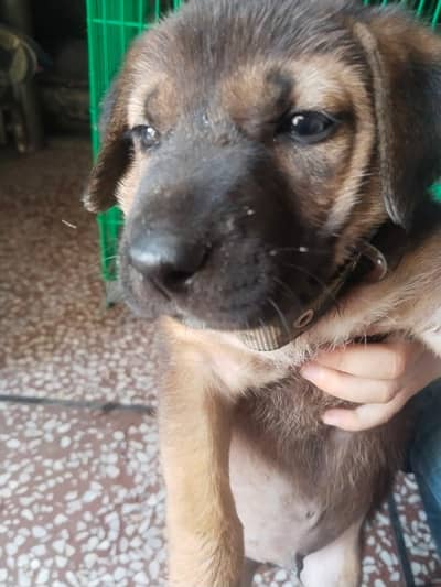 german shepherd puppy