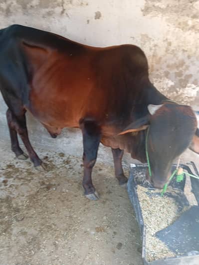 Desi Wera Father jangi nasal Ka Ghar Ka pala hua wera