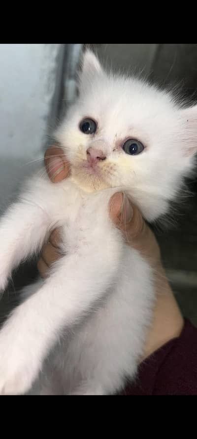 persion cat