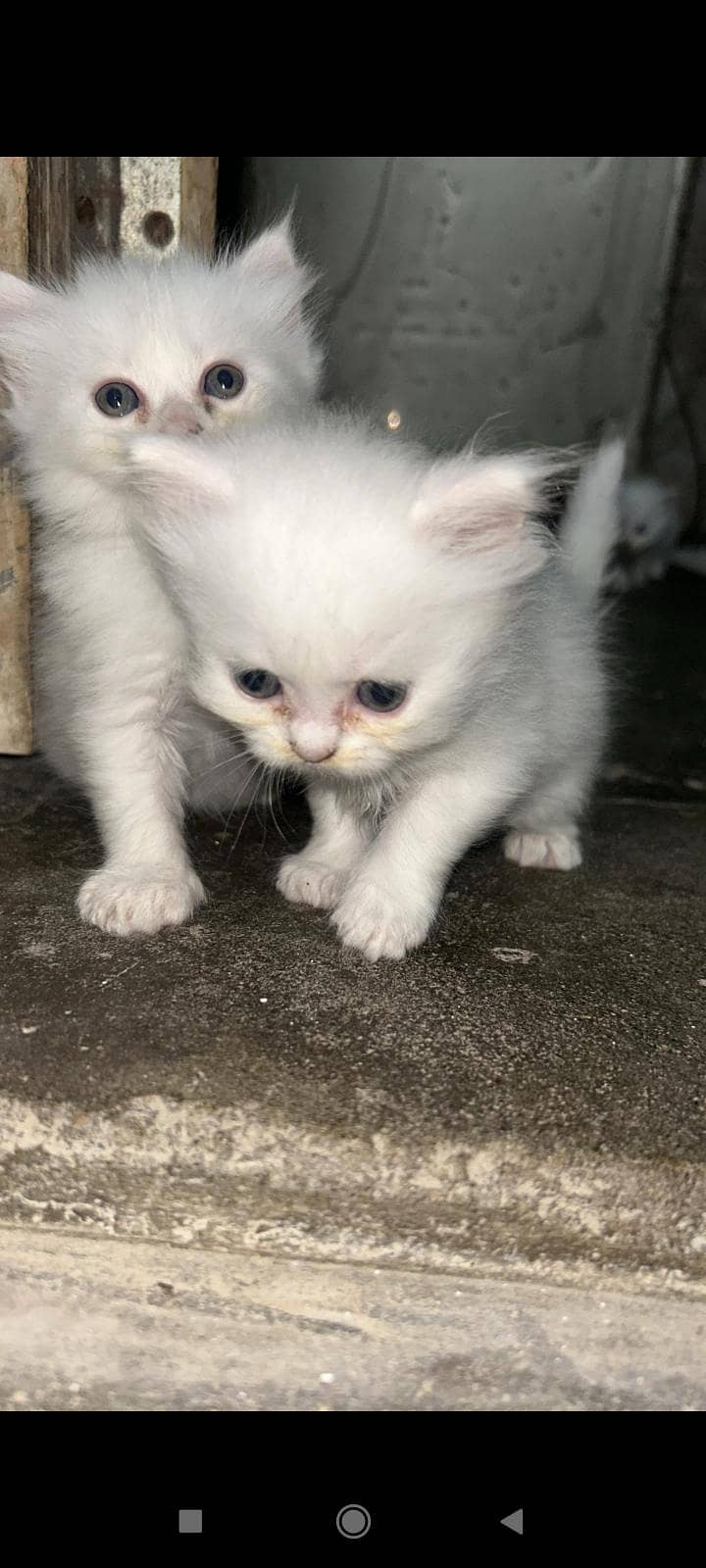 persion cat 1