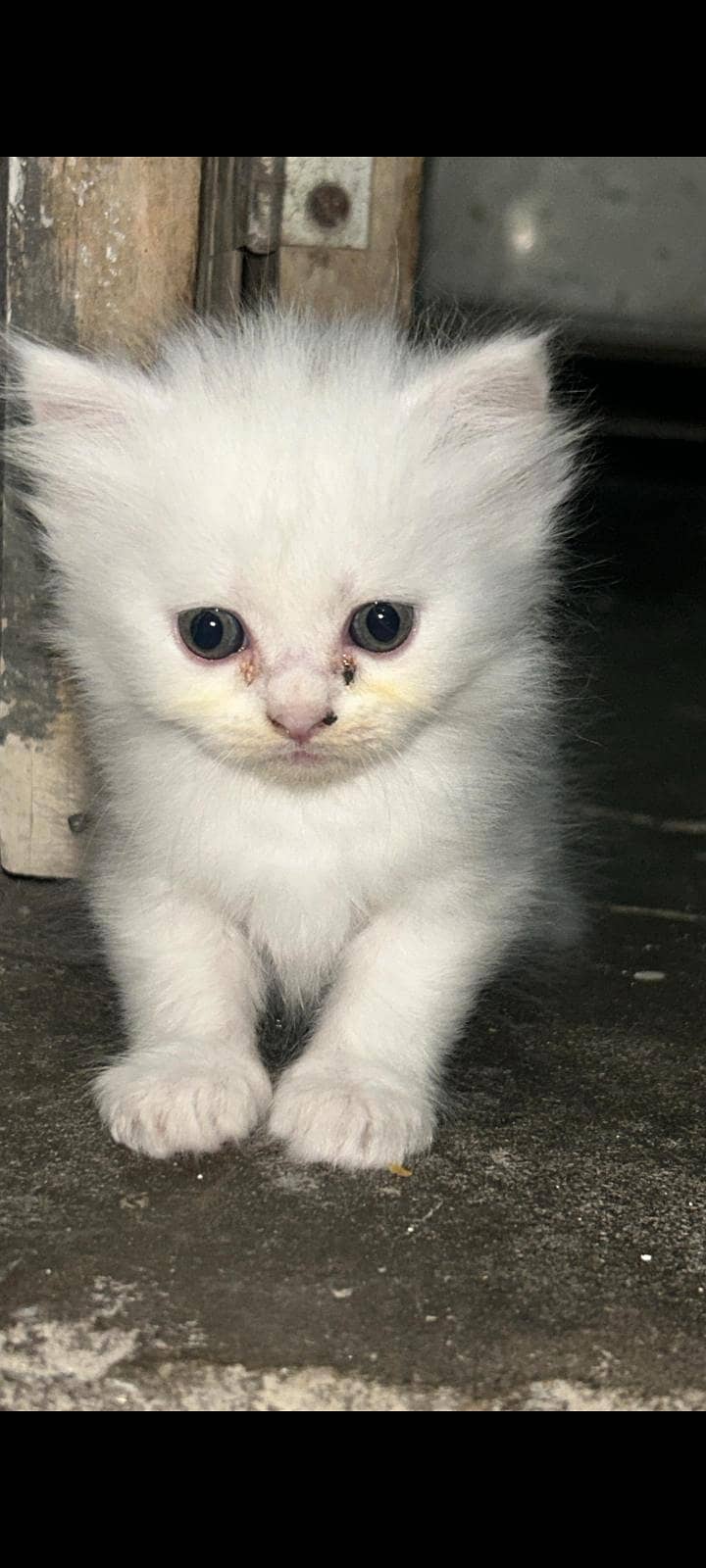 persion cat 2