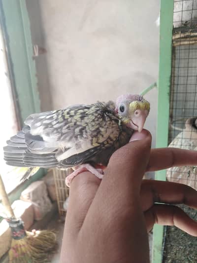 cocktail chick parrot
