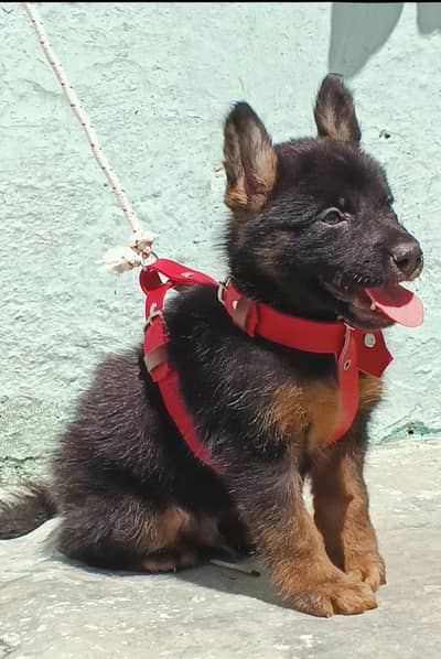German Shepherd long coated male for sale