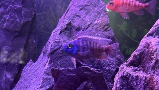 cihlids for sale 3.5 to 4.5 inches